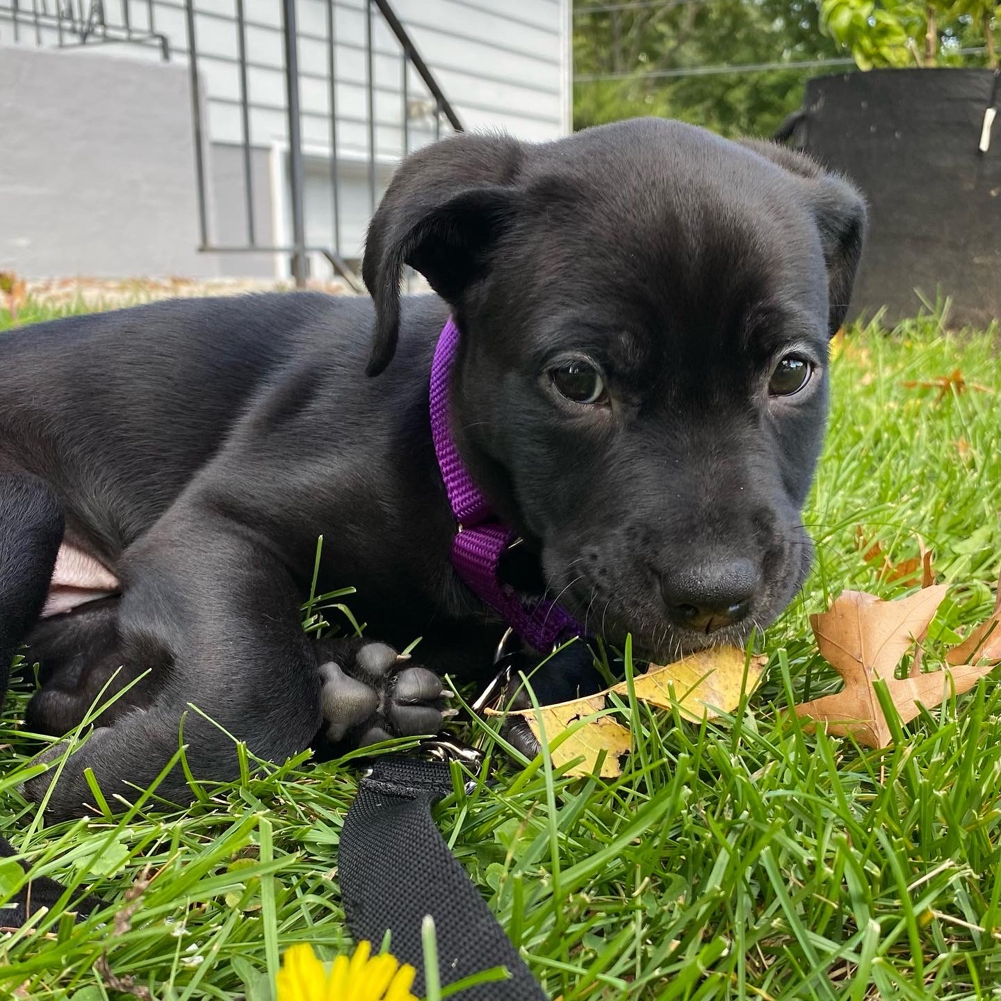 Our new puppy